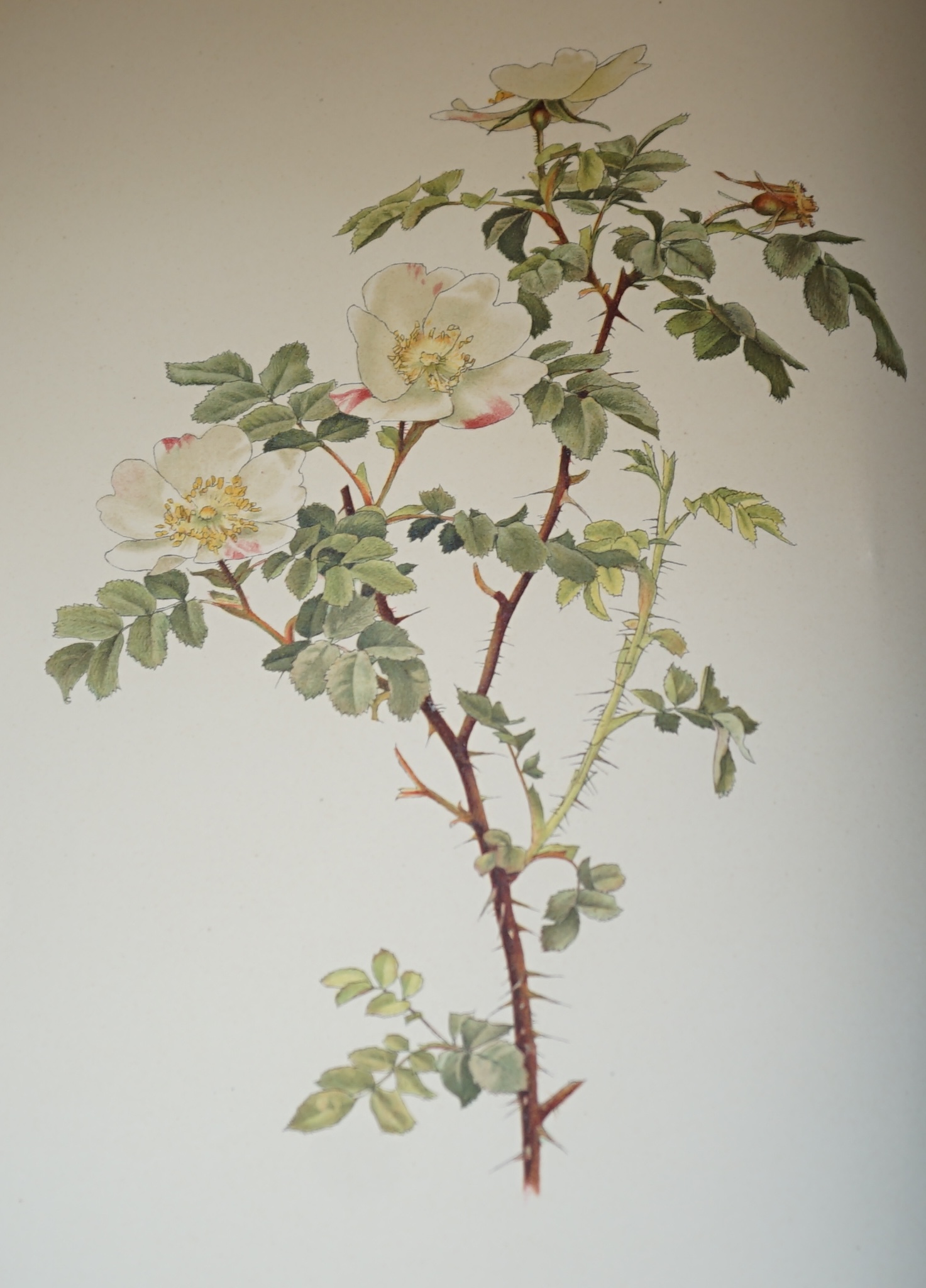 Willmott, Ellen - The Genus Rosa, drawings by Alfred Parsons, 2 vols in 25 original parts, with 125 (70 and 55) only, of 132 chromolithograph plates, tissue guards, numerous uncoloured plates and illustrations to text, i